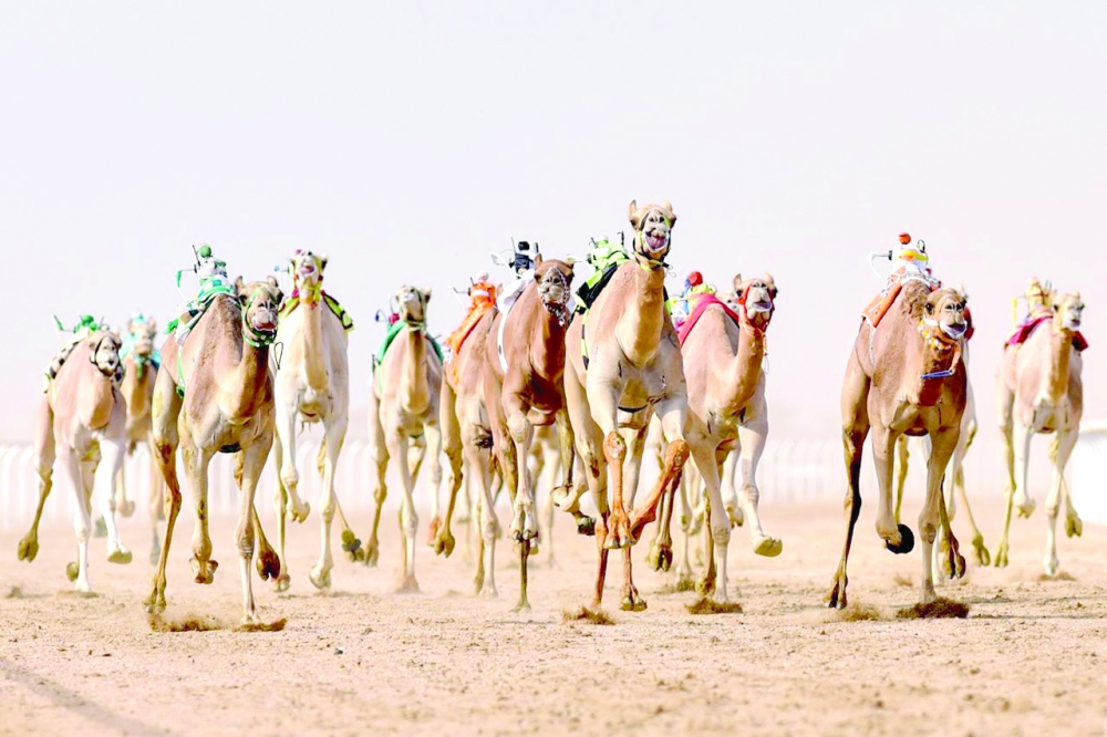 الهجن في ميدان السباق