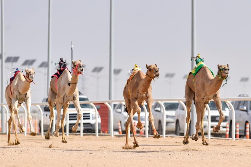 الهجن في ميدان السباق